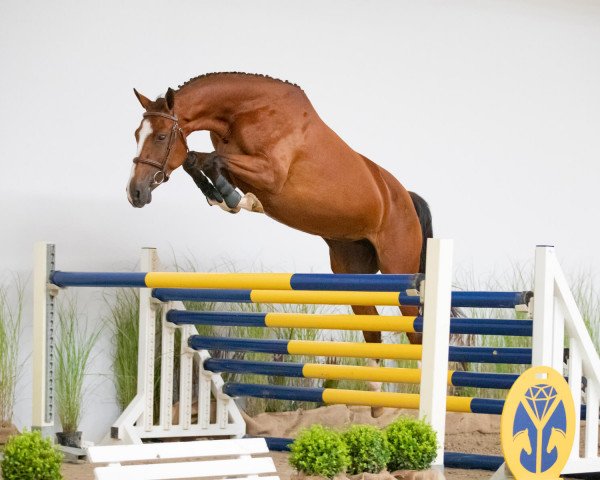 jumper Lahelien W (KWPN (Royal Dutch Sporthorse), 2016, from Carambole)
