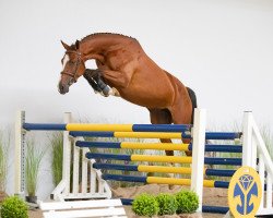 jumper Lahelien W (KWPN (Royal Dutch Sporthorse), 2016, from Carambole)