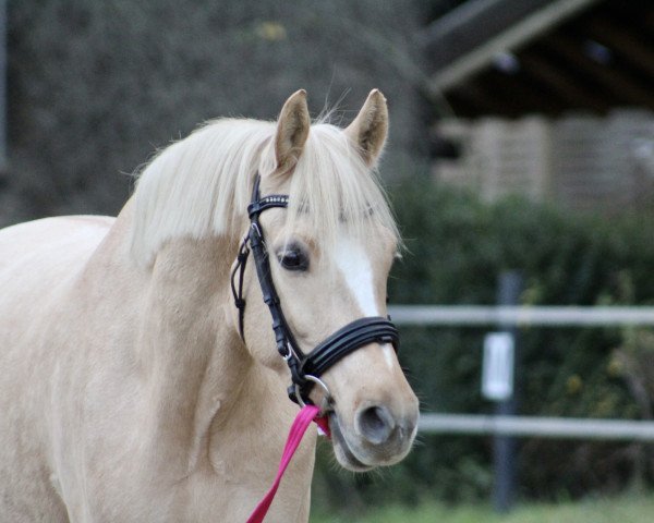Pferd Wasteins Dreamcloud (Deutsches Reitpony, 2018, von Darubi Gold)