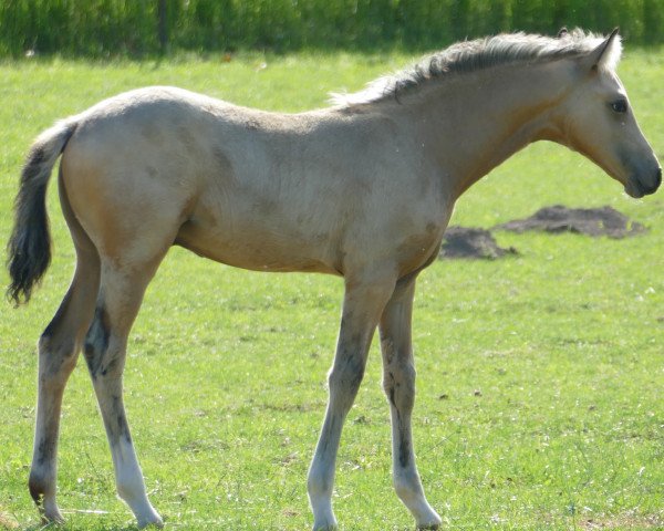 dressage horse Hip Star 2 (German Riding Pony, 2019, from Herzkönig NRW)