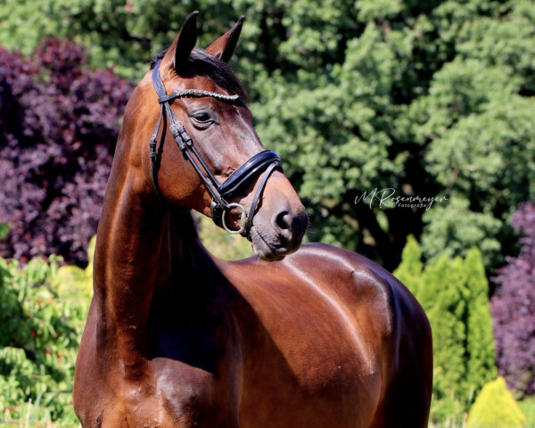 Fattrice Ludmilla 37 (Cavallo Sportivo Tedesco, 2013, di E.H. Millennium)