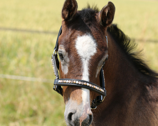 horse Chilli Willy (Westphalian, 2023, from Charmeur Blanc)