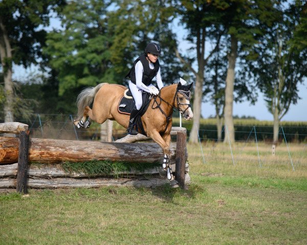 jumper Magic Dream (German Riding Pony, 2008, from FS Mr. Mobility)