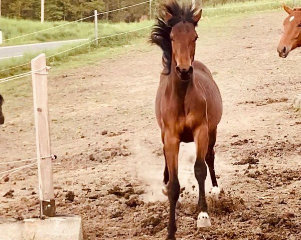 horse Gianini PS (Austrian Warmblood, 2022, from Hongkong B)