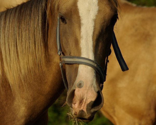 broodmare Mondin (Akhal-Teke, 2020, from Karim)