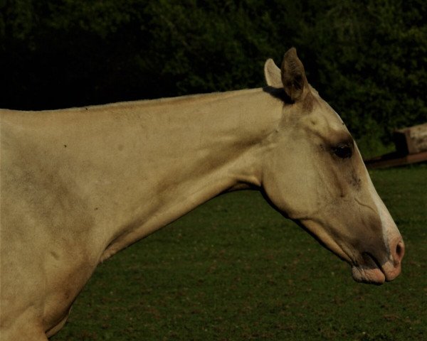 broodmare Monument Z-CZ (Akhal-Teke, 2021, from Karim)