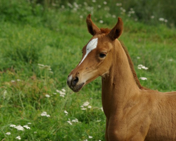broodmare Mab (Akhal-Teke, 2022, from Karim)
