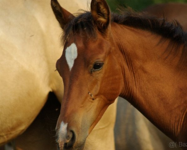 broodmare Karma Teke (Akhal-Teke, 2022, from Karim)
