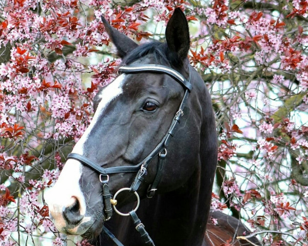 dressage horse Shamrock B (Hanoverian, 2010, from Sherlock Holmes)