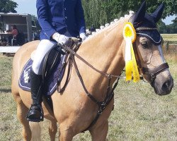 jumper Lino 68 (German Riding Pony, 2012)