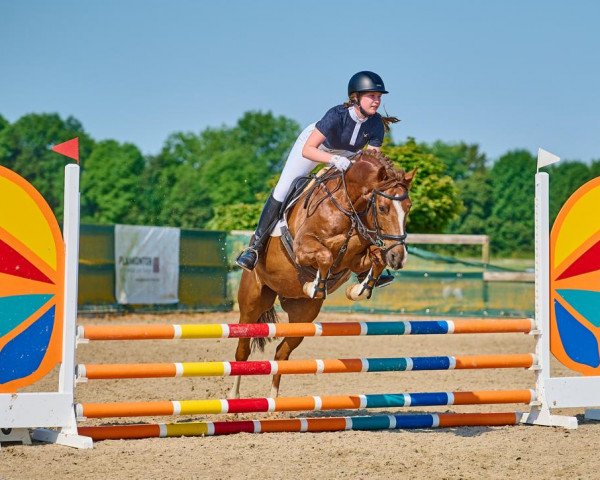 dressage horse Bobby (German Riding Pony, 2012, from Black Ombre)