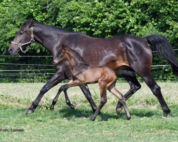horse Vantastic Rubin B (German Sport Horse, 2023, from DSP VA Bene)