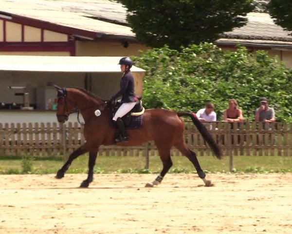 Reitturnier Schülp / Rendsburg 2023
