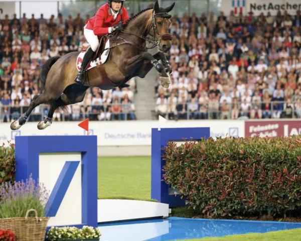 jumper Commissar Pezi (Hanoverian, 2013, from Commissario)