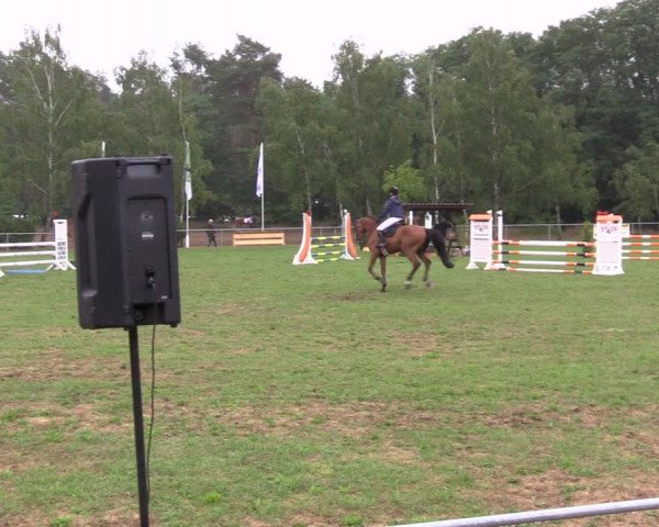 Reitturnier Niederwerbig 2023
