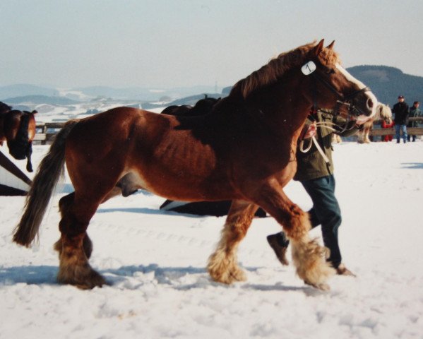 stallion Astronaut II (Rhenish-German Cold-Blood, 1977, from Atom) stallion Astronaut II (Rhenish-German Cold-Blood, 1977, from Atom)