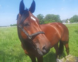 Springpferd Paulette van ‘t Heike (Belgisches Warmblut, 2015, von Sable Rose)