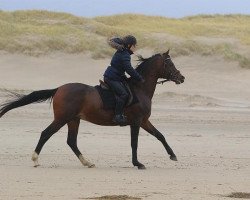 dressage horse KAS Valdes ox (Arabian purebred, 2005, from Psytadel 1998 ox)