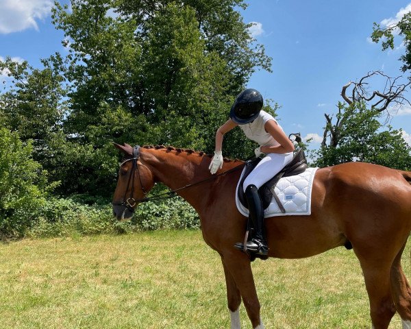dressage horse De Niro Star S (Oldenburg, 2018, from De Niro Gold 3)