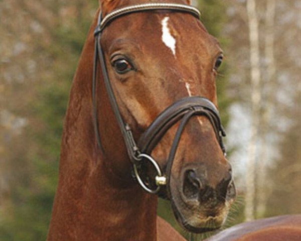 stallion Quando Quando 2 (Oldenburg, 1998, from Quattro B) stallion Quando Quando 2 (Oldenburg, 1998, from Quattro B)