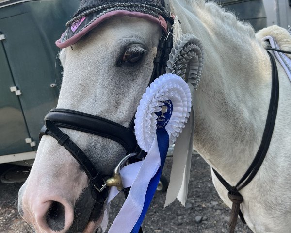 Dressurpferd Julia Vor den Düren (Welsh Pony (Sek.B), 2015, von Llanarth Mayloo)