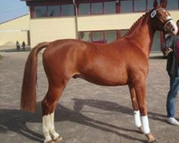 Dressurpferd Quentin T (Deutsches Sportpferd, 2013, von Quaterback)