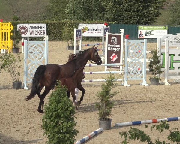 Sichtung zum Horse24-Fohlenchampionat 2023 in Lindlar