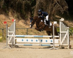 jumper Awakino golden glory (Welsh-Cob (Sek. D), 2011, from Awakino Golden Dream)