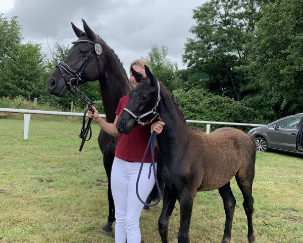 broodmare Fancy-Fay (German Sport Horse, 2023, from Fürst Belissaro)