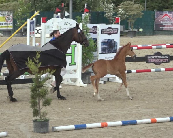Sichtung zum Horse24-Fohlenchampionat 2023 in Lindlar