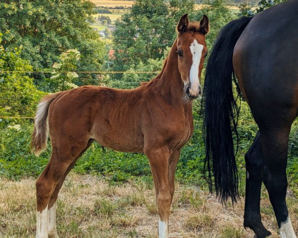 Pferd Hickstead's Halunke (Westfale, 2023, von HICKSTEAD WHITE)