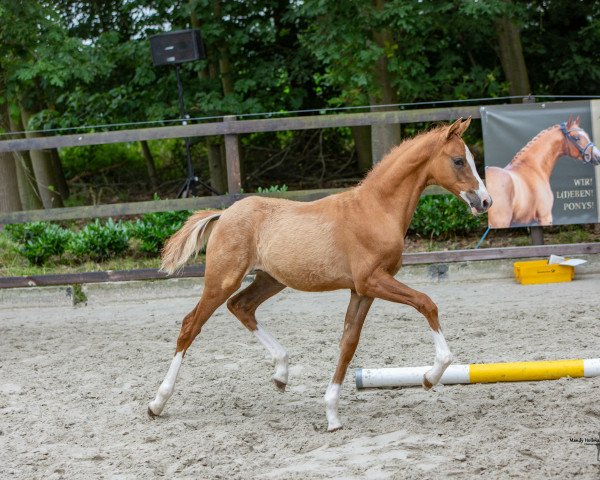horse Ravina TS (German Riding Pony, 2023, from FS Next Diamond)