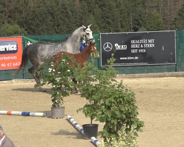 Sichtung zum Horse24-Fohlenchampionat 2023 in Lindlar