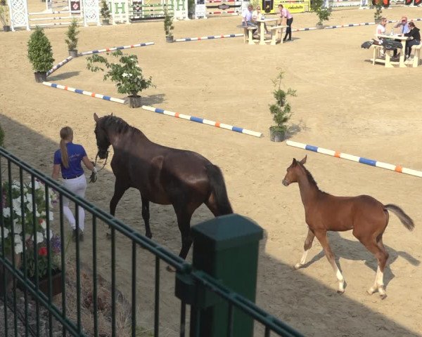 Sichtung zum Horse24-Fohlenchampionat 2023 in Lindlar