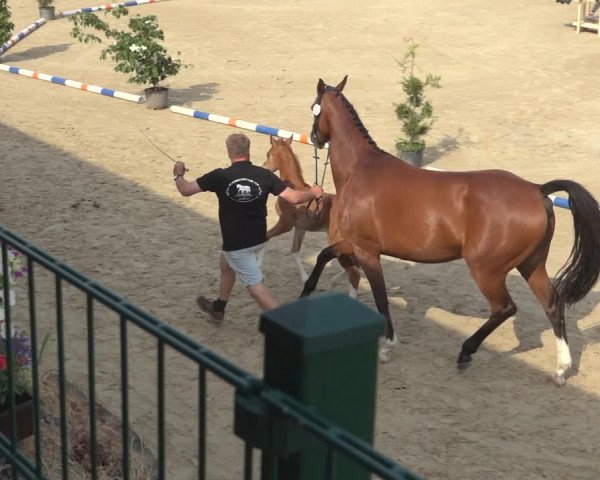Sichtung zum Horse24-Fohlenchampionat 2023 in Lindlar