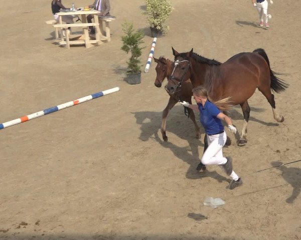 Sichtung zum Horse24-Fohlenchampionat 2023 in Lindlar