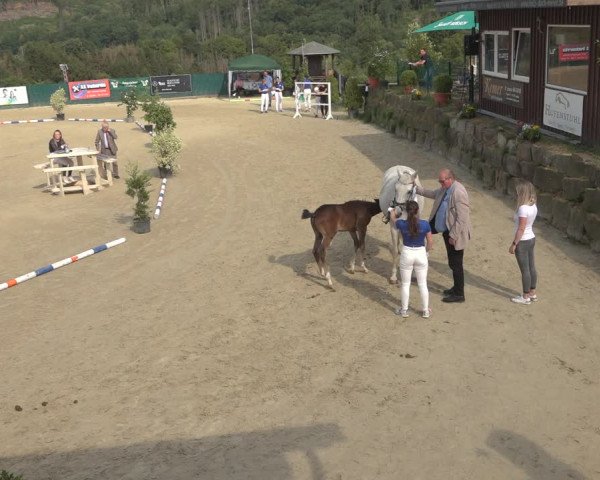 Sichtung zum Horse24-Fohlenchampionat 2023 in Lindlar
