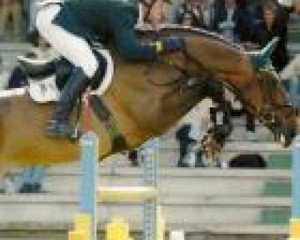 Carl Hanley Sporthorses