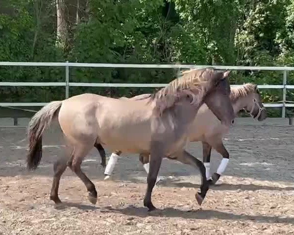 Video of Nora vom Radenbach