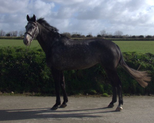 Pferd Eden de Kerglenn (Selle Français, 2014, von Mylord Carthago)