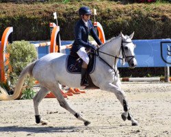 broodmare Dana de Kerglenn (Selle Français, 2013, from Mylord Carthago)