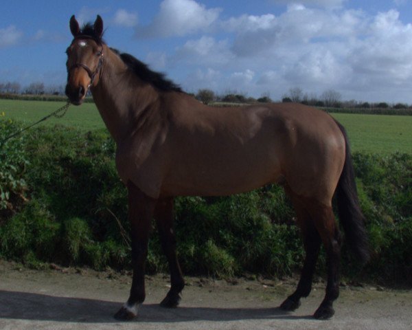 horse Ensor de Kerglenn (Selle Français, 2014, from Mylord Carthago)