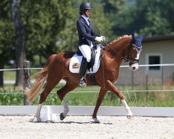 dressage horse Double Chocolate (German Riding Pony, 2016, from D-Day AT)