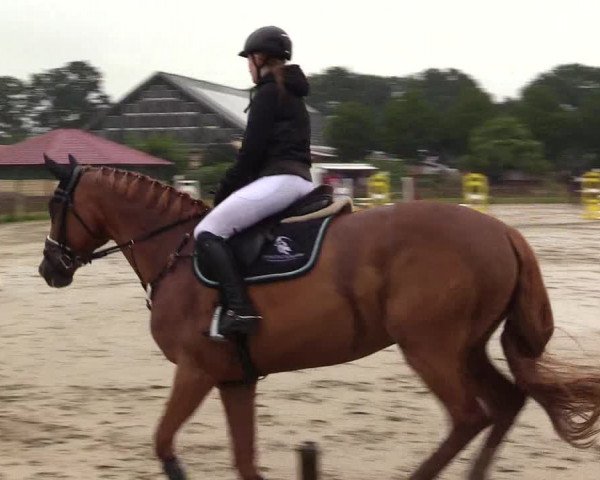 Reitturnier Schülp / Rendsburg 2023