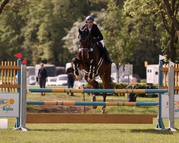 jumper Chapeau Cornetino (Holsteiner, 2017, from Cornetino 231 FIN)