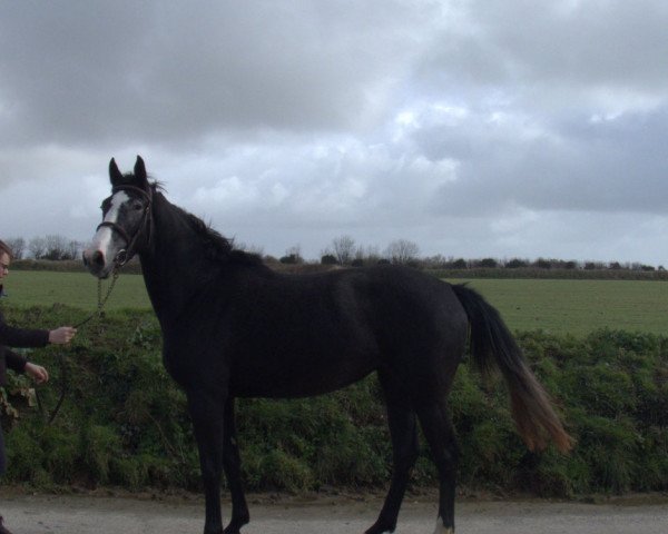 broodmare Heroine de Kerglenn (Selle Français, 2017, from Balou du Rouet)