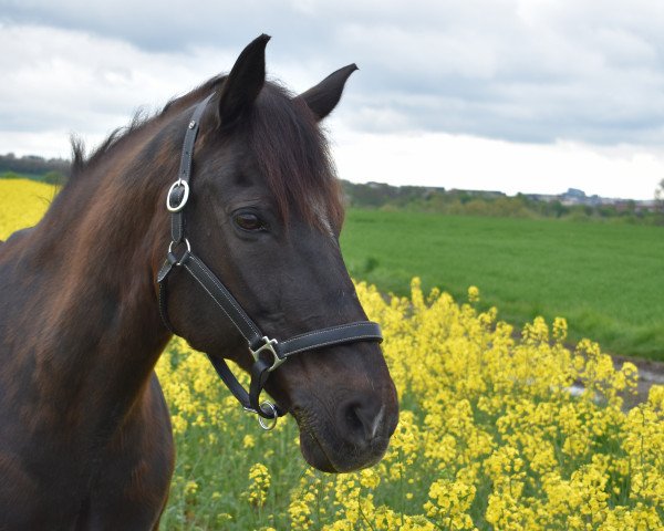 dressage horse Valentino (Little German Riding Horse, 2001, from Valido's Boy)