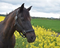 dressage horse Valentino (Little German Riding Horse, 2001, from Valido's Boy)