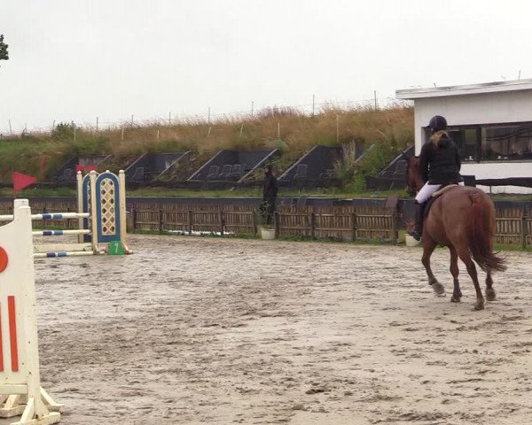 Reitturnier Schülp / Rendsburg 2023