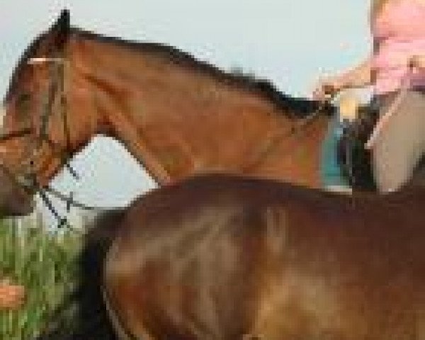Svea Segger